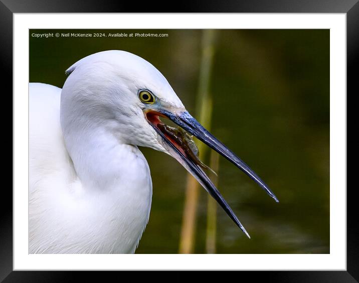 A Little Egret with a stickleback fish  Framed Mounted Print by Neil McKenzie