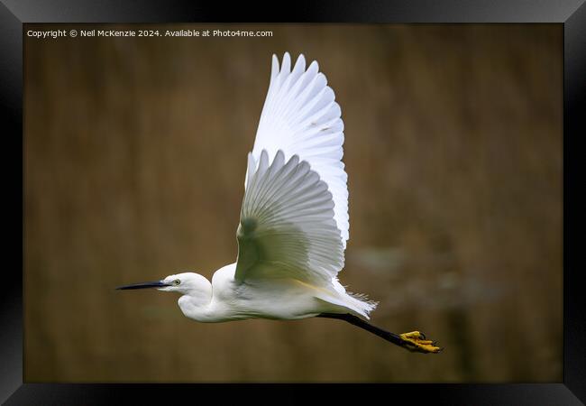 Egret in flight  Framed Print by Neil McKenzie