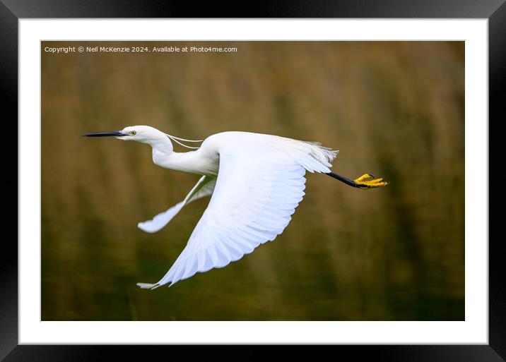 An Egret in flight Framed Mounted Print by Neil McKenzie