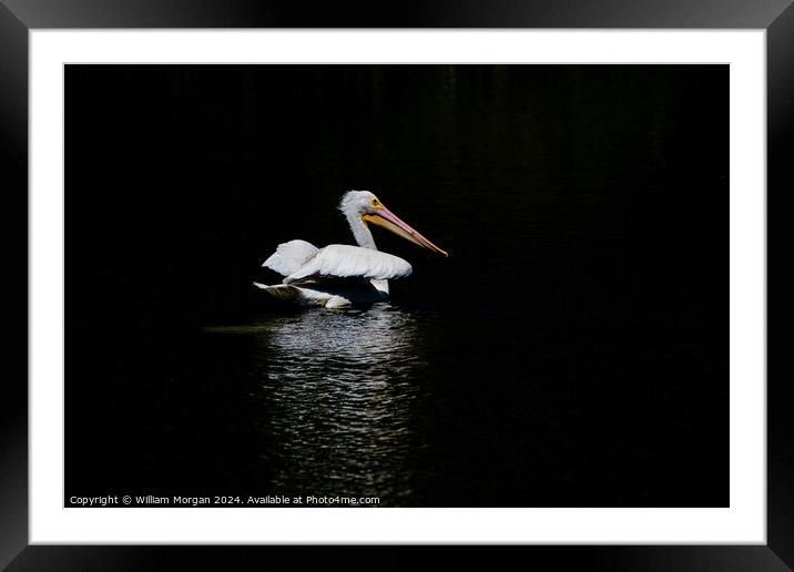 American White Pelican on Black Background with Reflective Light Framed Mounted Print by William Morgan