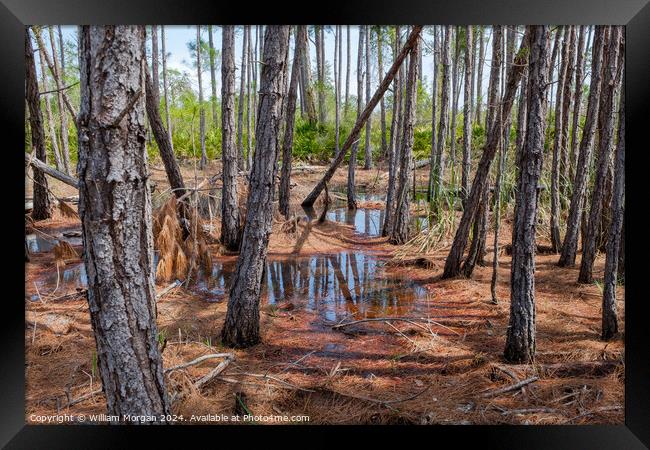 Coastal Pine Forest Swamp in Alabama, USA Framed Print by William Morgan
