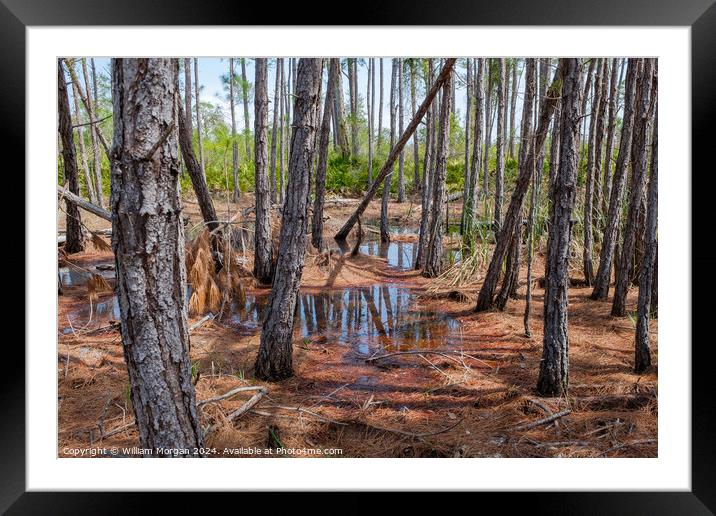 Coastal Pine Forest Swamp in Alabama, USA Framed Mounted Print by William Morgan