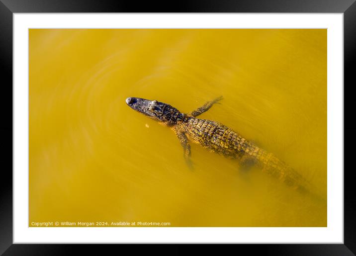 American Alligator Swimming in Murky Water Framed Mounted Print by William Morgan