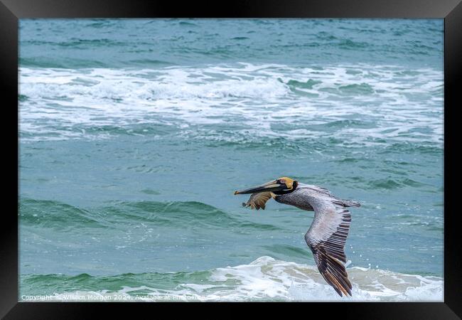 Brown Pelican Flies over the Gulf of Mexico Framed Print by William Morgan