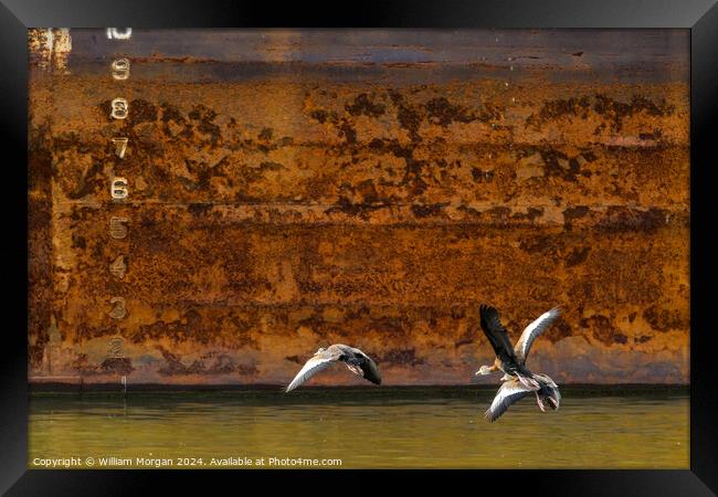 Black-bellied Whistling Ducks in Flight in front of Rusted River Barge Framed Print by William Morgan