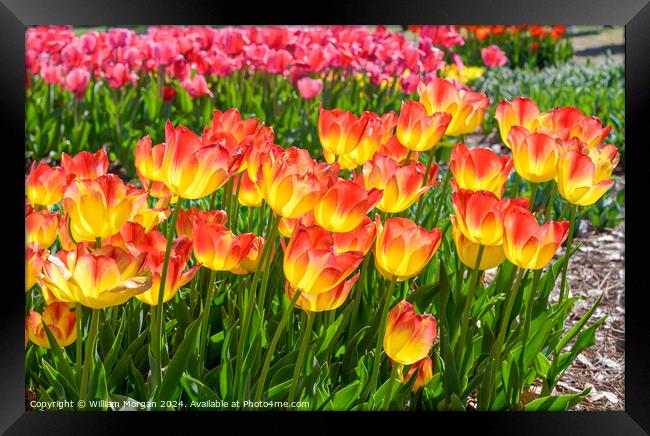 Suncatcher Tulips in Bloom on a Sunny Day Framed Print by William Morgan