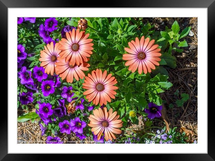 African Daisies Light Up a Flower Bed Framed Mounted Print by William Morgan