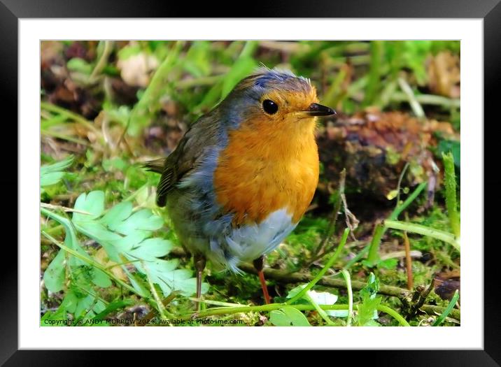 Robin Redbreast Framed Mounted Print by ANDY MORROW