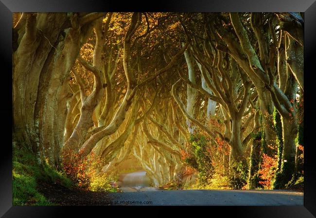 Dark Hedges Framed Print by ANDY MORROW