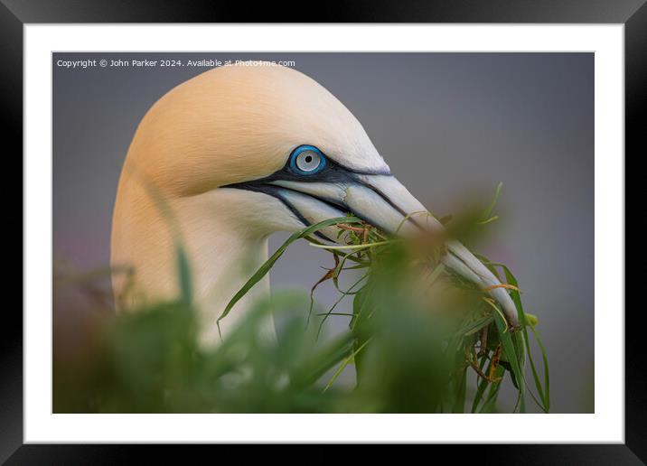 Northern Gannet Framed Mounted Print by John Parker