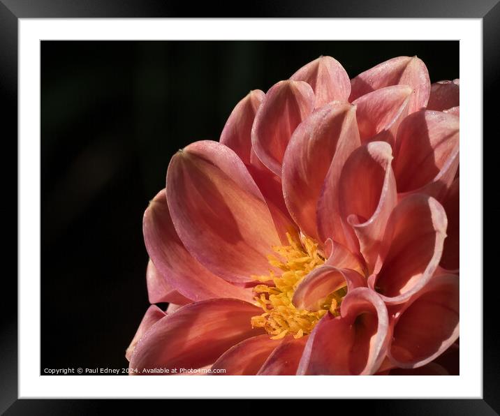 Pink dahlia close up Framed Mounted Print by Paul Edney