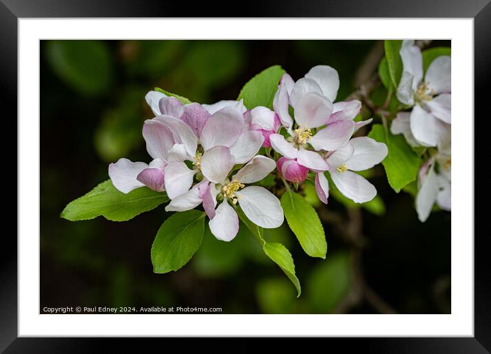Apple blossoms  Framed Mounted Print by Paul Edney