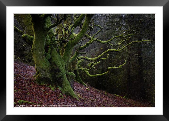Trees covered in bright green moss on a woodland slope. Framed Mounted Print by Paul Edney
