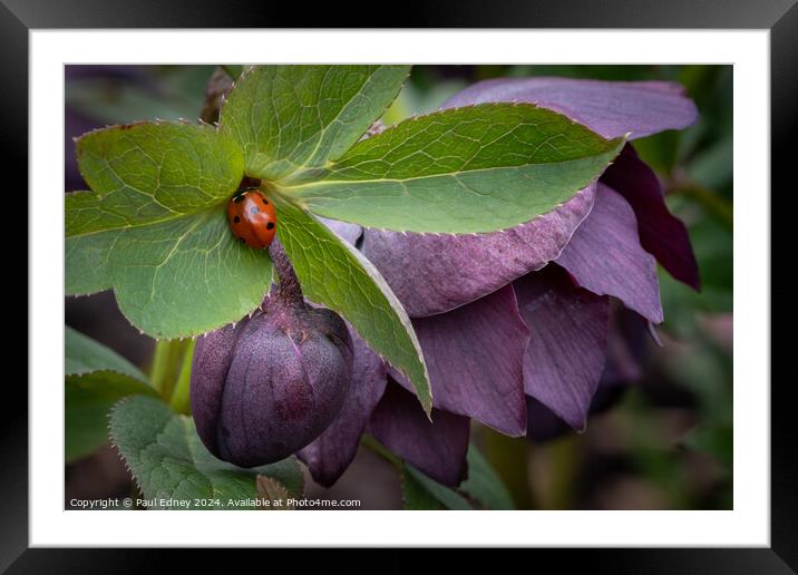Ladybird visiting purple hellebore Framed Mounted Print by Paul Edney