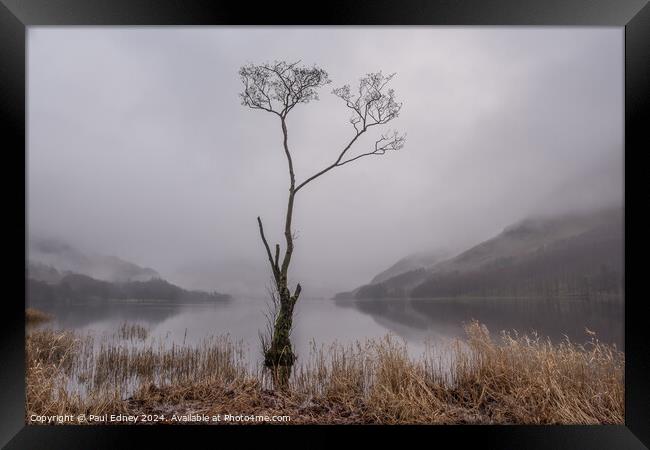 Lone tree in misty Buttermere, Lake District, Engl Framed Print by Paul Edney