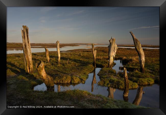Weathered tree stumps at Thornham Framed Print by Paul Edney