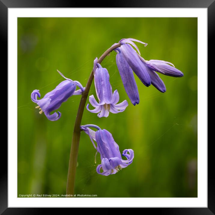 Flowering bluebell stem with resident spiders. Framed Mounted Print by Paul Edney