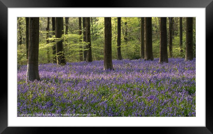 Bluebells and bright green tree growth Framed Mounted Print by Paul Edney