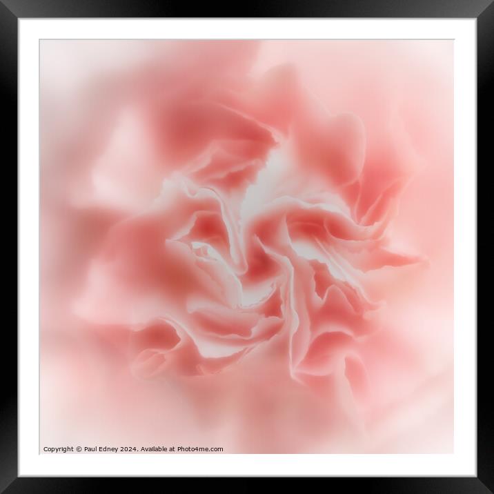 Abstract soft focus pink carnation  Framed Mounted Print by Paul Edney