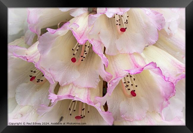 Rhododendron flowers close up Framed Print by Paul Edney