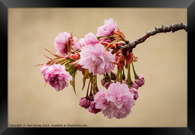 Pastel pink of Japanese flowering cherry blossoms Framed Print by Paul Edney