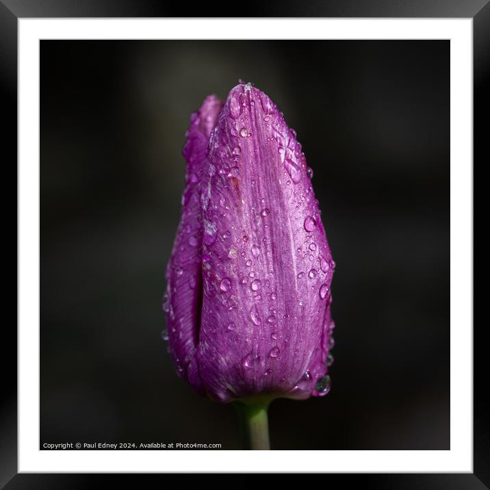 Portrait of a purple tulip with rain drops Framed Mounted Print by Paul Edney