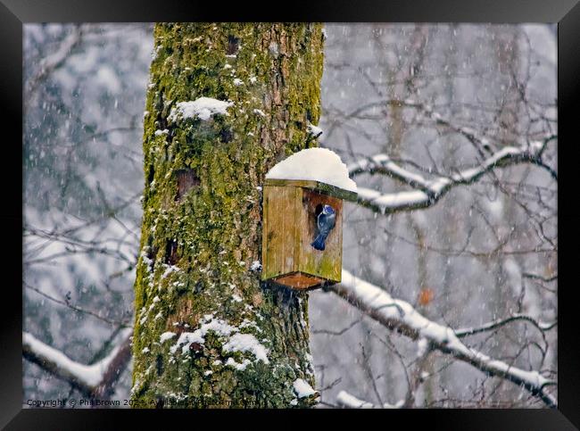 Blue tit on nesting box in the snow Framed Print by Phil Brown