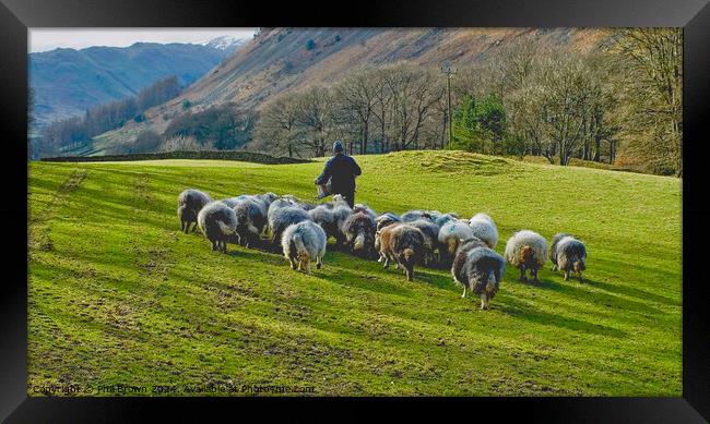 Herdwicks getting extra food from the farmer, Lake District. Framed Print by Phil Brown