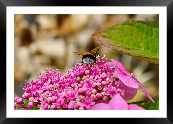 Bee feeding on a lacecap hydrangea flower Framed Mounted Print by Phil Brown