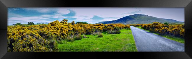 Gorse in bloom at Caldbeck on the Northern Fells,  Framed Print by Phil Brown