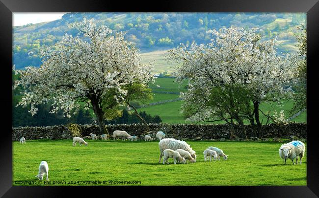 Ewes and lambs with Hawthorn blossom in ea Framed Print by Phil Brown