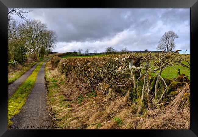 Trimmed field hedge Framed Print by Phil Brown