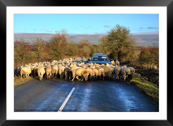 Sheep on the road Framed Mounted Print by Phil Brown