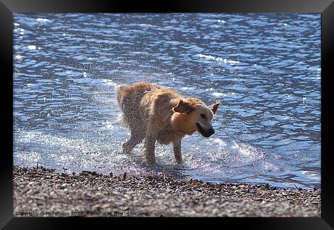 A golden retriever shakes off excess water Framed Print by Phil Brown