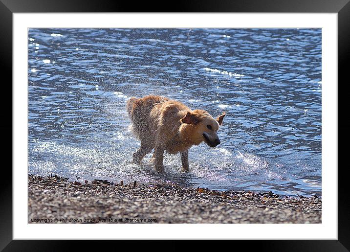 A golden retriever shakes off excess water Framed Mounted Print by Phil Brown