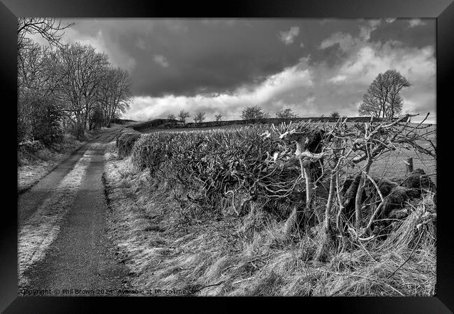 Trimmed field hedge in monochrome Framed Print by Phil Brown