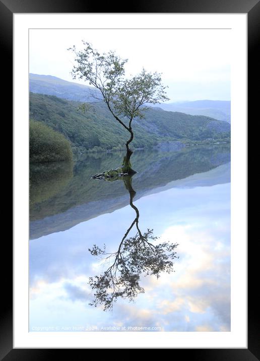 Lone tree  Framed Mounted Print by Alan Hunt