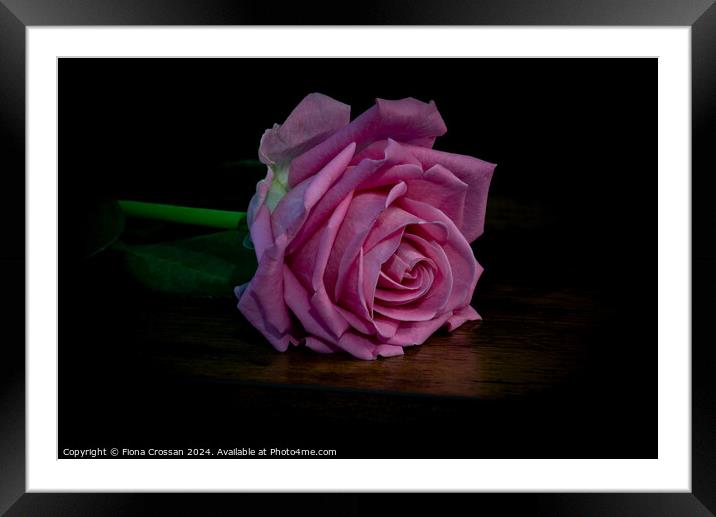 Pink Rose Framed Mounted Print by Fiona Crossan