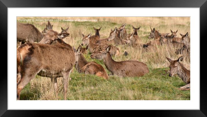 red deer in a field Framed Mounted Print by Adrian Smyth