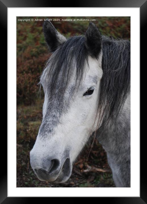 white new forest pony Framed Mounted Print by Adrian Smyth