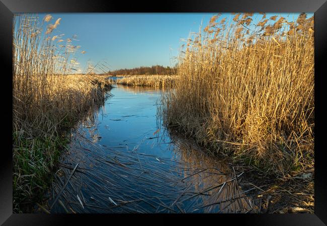 Lake shore with thick reeds Framed Print by Dariusz Banaszuk
