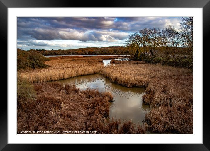 Reedbed Framed Mounted Print by David Patrick