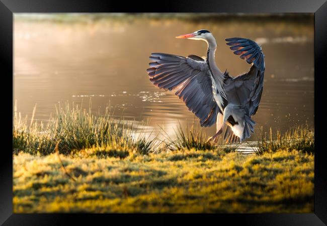 Landing Heron Framed Print by Martin Cunningham