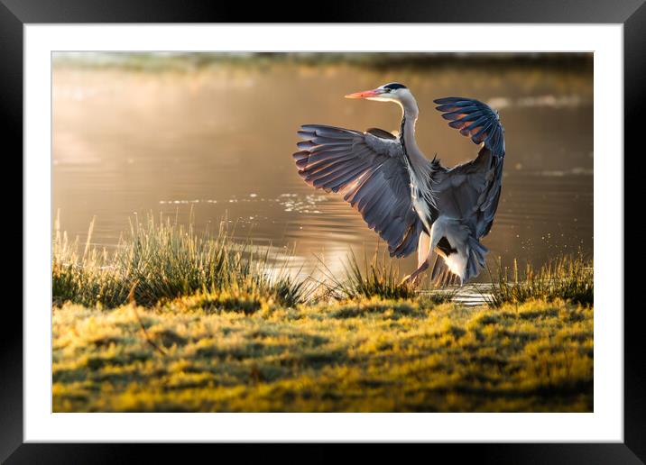 Landing Heron Framed Mounted Print by Martin Cunningham