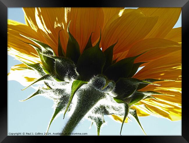 Sunflower Head Framed Print by Paul J. Collins