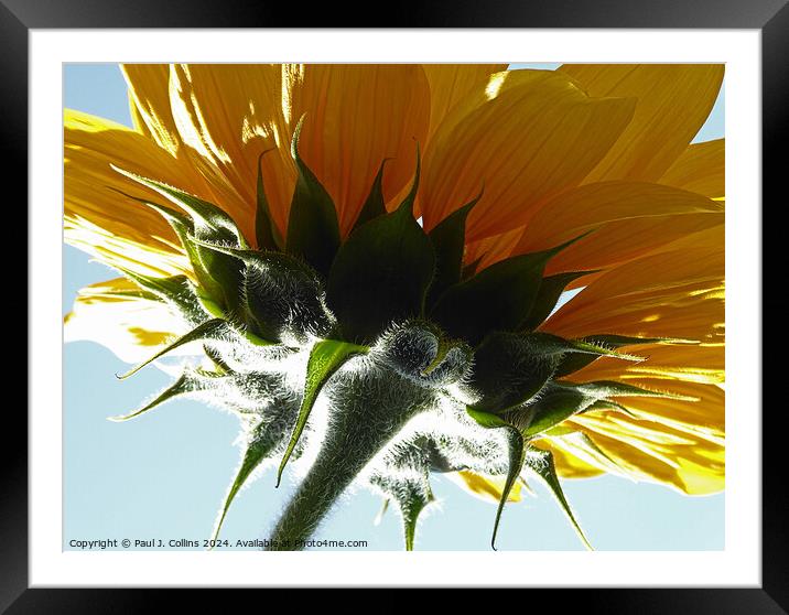 Sunflower Head Framed Mounted Print by Paul J. Collins