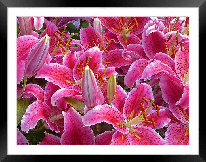 A Crowd of Lilies Framed Mounted Print by Paul J. Collins