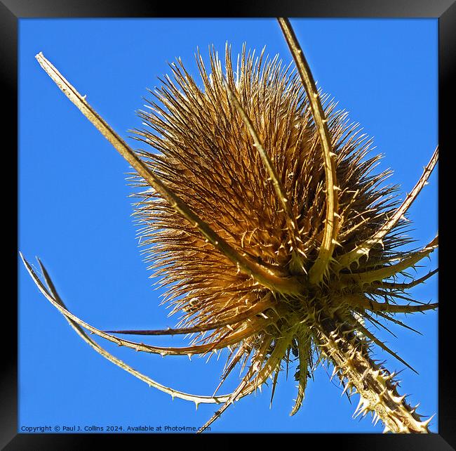 Dipsacus Laciniatus (Cutleaf Teasel) Framed Print by Paul J. Collins