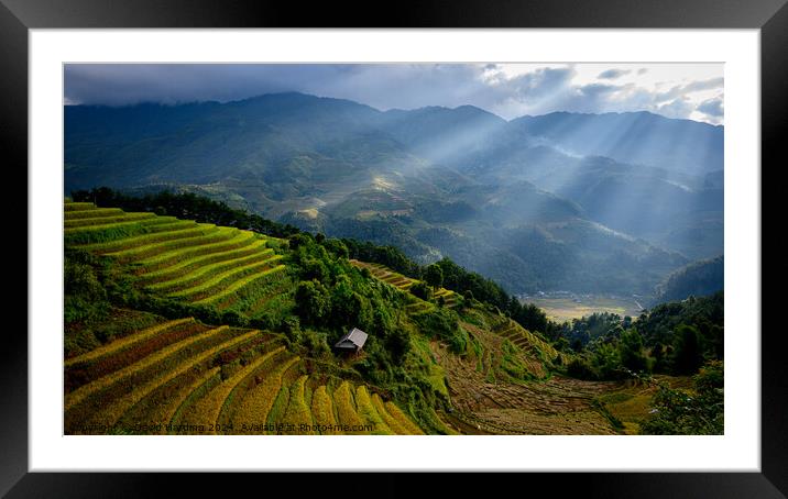 Rice Terraces with Sunlight Rays Framed Mounted Print by David Harding