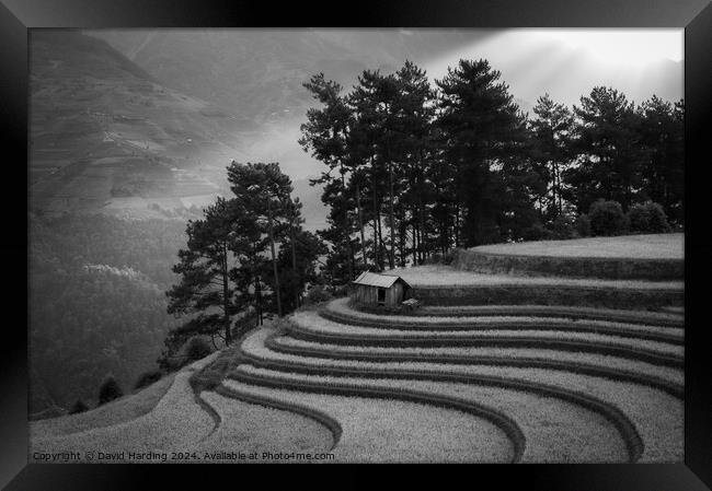Curving Rice Terraces in Black and White Framed Print by David Harding